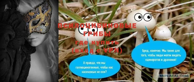 Галлюциногенные грибы Psilocybe Волжск